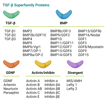 TGF-β Superfamily Proteins Diagram