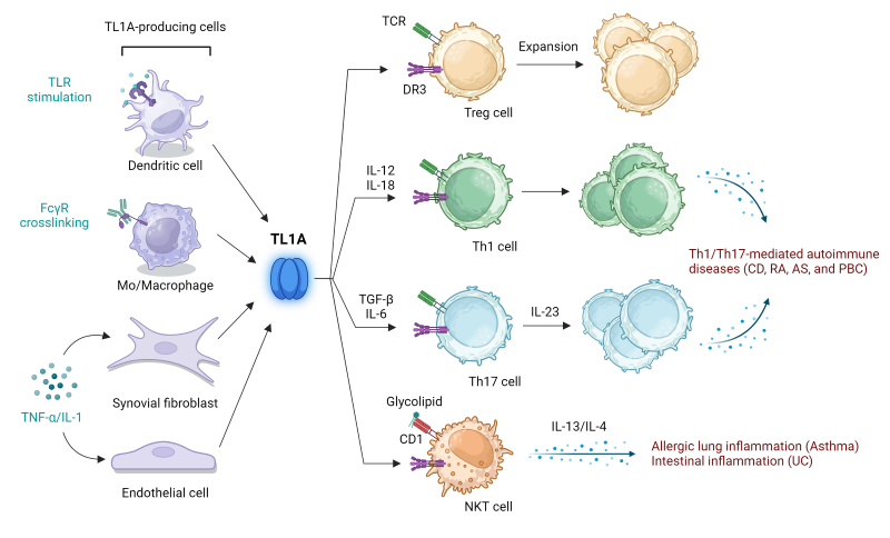 TL1A bridges innate and adaptive immune responses