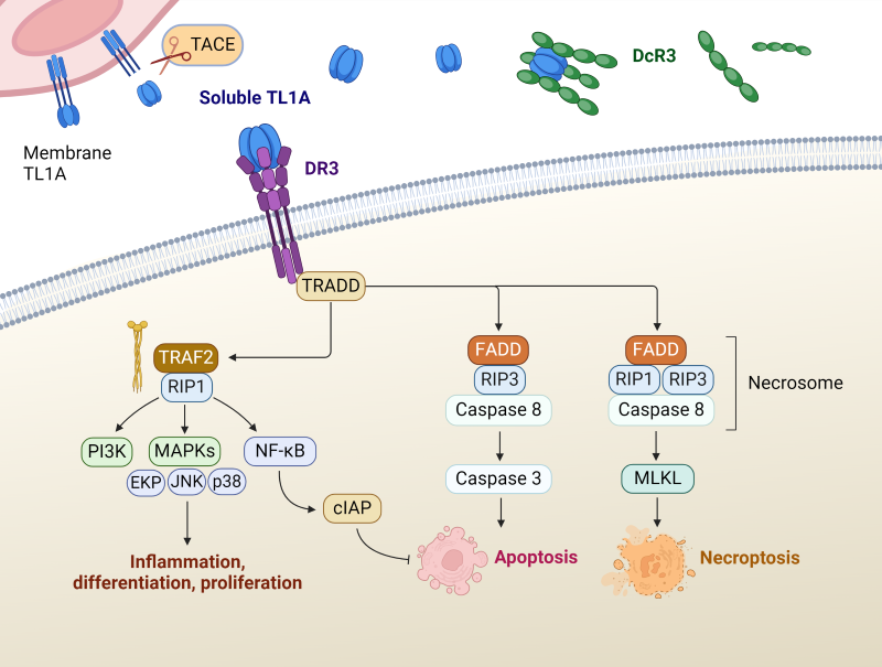 Signaling pathways of TL1A:DR3.