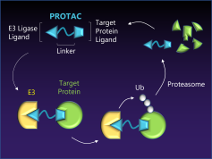 Targeted Protein Degradation Approaches and Applications