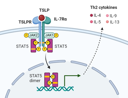 TSLP signaling through heterodimeric receptor: TSLPR and IL-7Rα