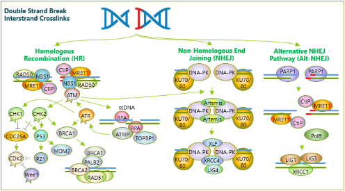 DNA Damage Repair Diagram