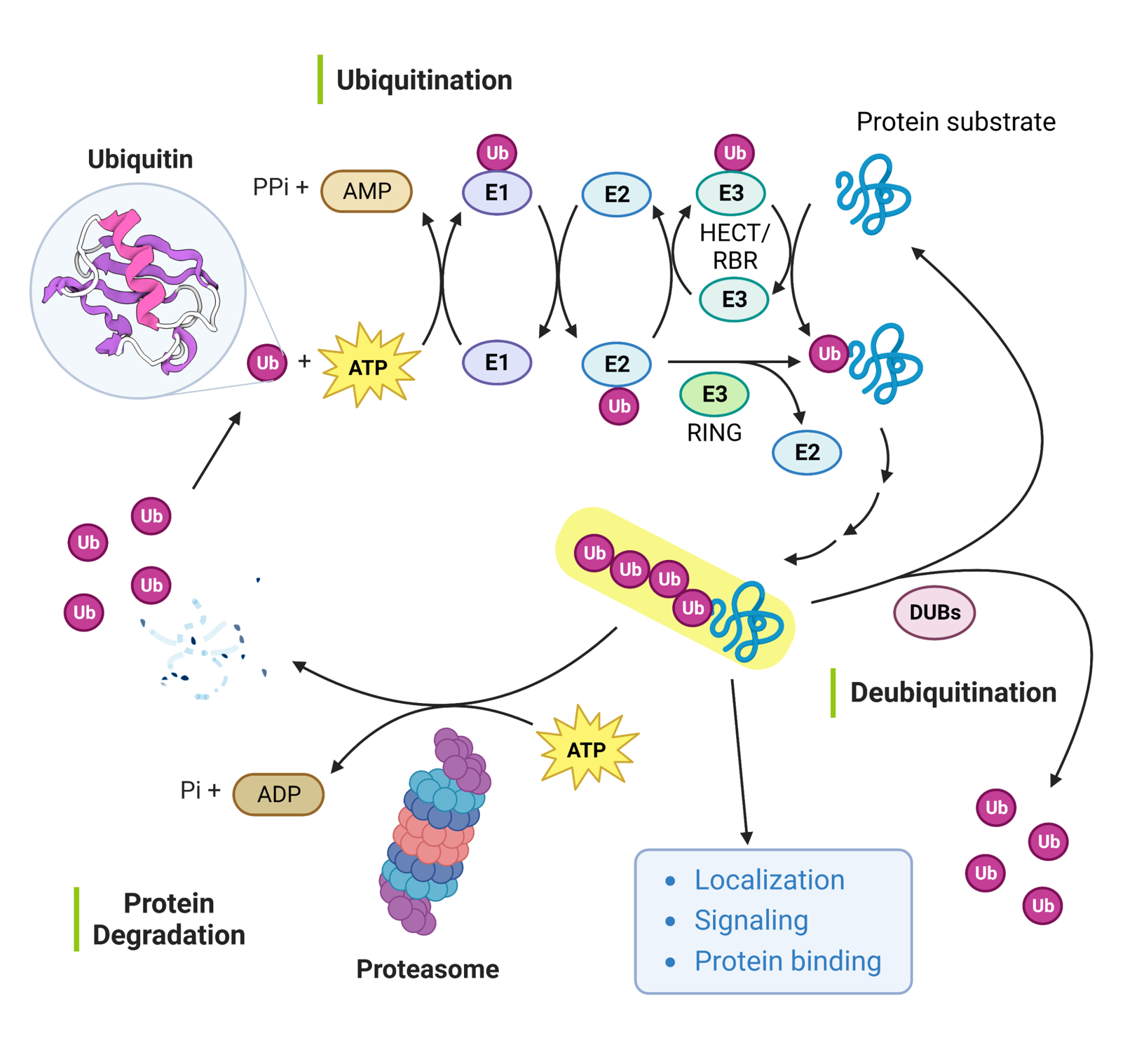 Ubiquitination Screening and Profiling Services