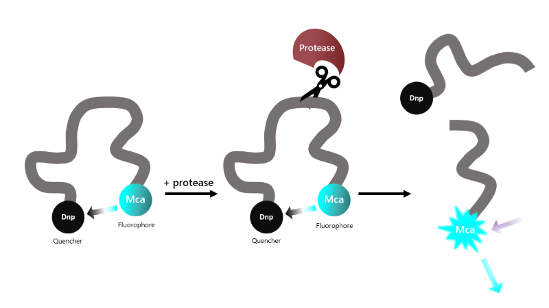 Illustration of the principle behind a fluorogenic assay showing how cleavage of a peptide substrate by a protease results in increased fluorescence.