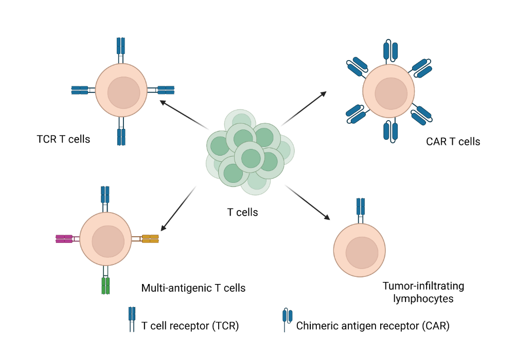 T Cell Screen Model The landscape of T cell immunotherapies: mechanisms, limitations, and ...