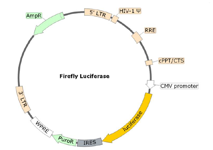 Figure 1. Schematic of the Luciferase Reporter in Spike (SARS-CoV-2, B.1.1.7 variant) Pseudotyped Lentivirus