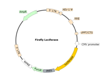 Figure 1. Schematic of the Luciferase Reporter in Spike (SARS-CoV-2, K417T, E484K, N501Y) Pseudotyped Lentivirus