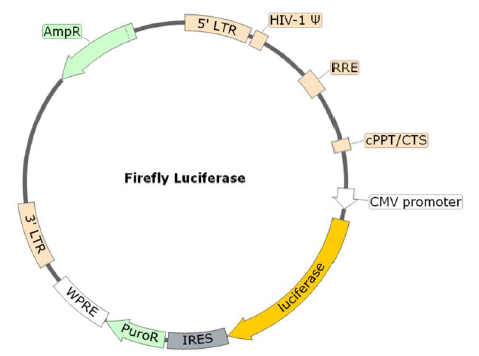 Figure 1. Schematic of the Luciferase Reporter in Spike (P.1 Variant) (SARS-CoV-2) Pseudotyped Lentivirus