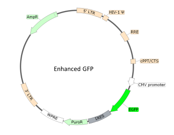 Figure 1. Schematic of the eGFP Reporter in Spike (B.1.1.7 Variant) (SARS-CoV-2) Pseudotyped Lentivirus