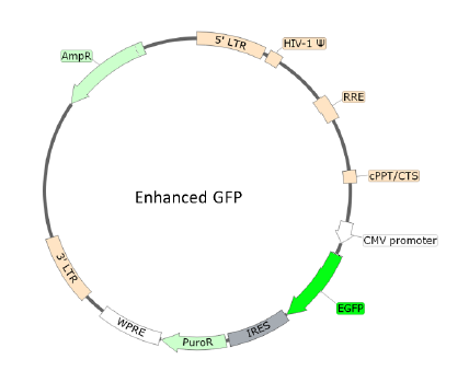 Figure 1. Schematic of the eGFP Reporter in Spike (B.1.351 Variant) (SARS-CoV-2) Pseudotyped Lentivirus