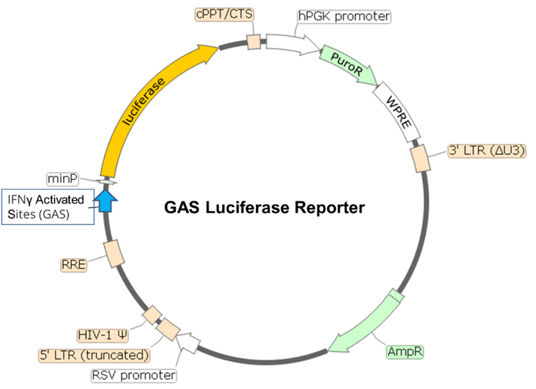 GAS Luciferase Reporter Lentivirus (IFN-gamma/JAK/STAT1 Pathway)