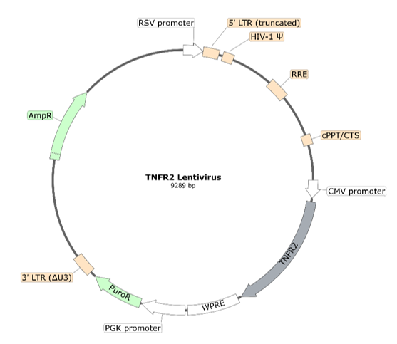 Schematic of the lenti-vector used to generate the ULBP2 Lentivirus.