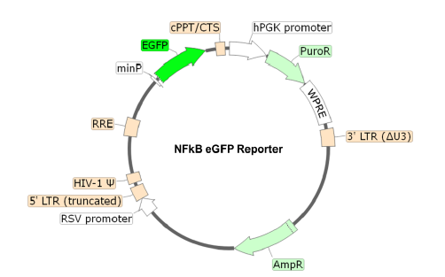 Figure 1. Schematic of the lenti-vector used to generate the NF-κB eGFP reporter lentivirus