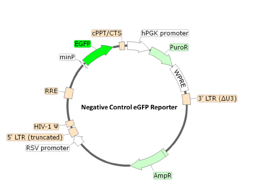 Figure 1. Schematic of the lenti-vector used to generate the negative control eGFP reporter lentivirus