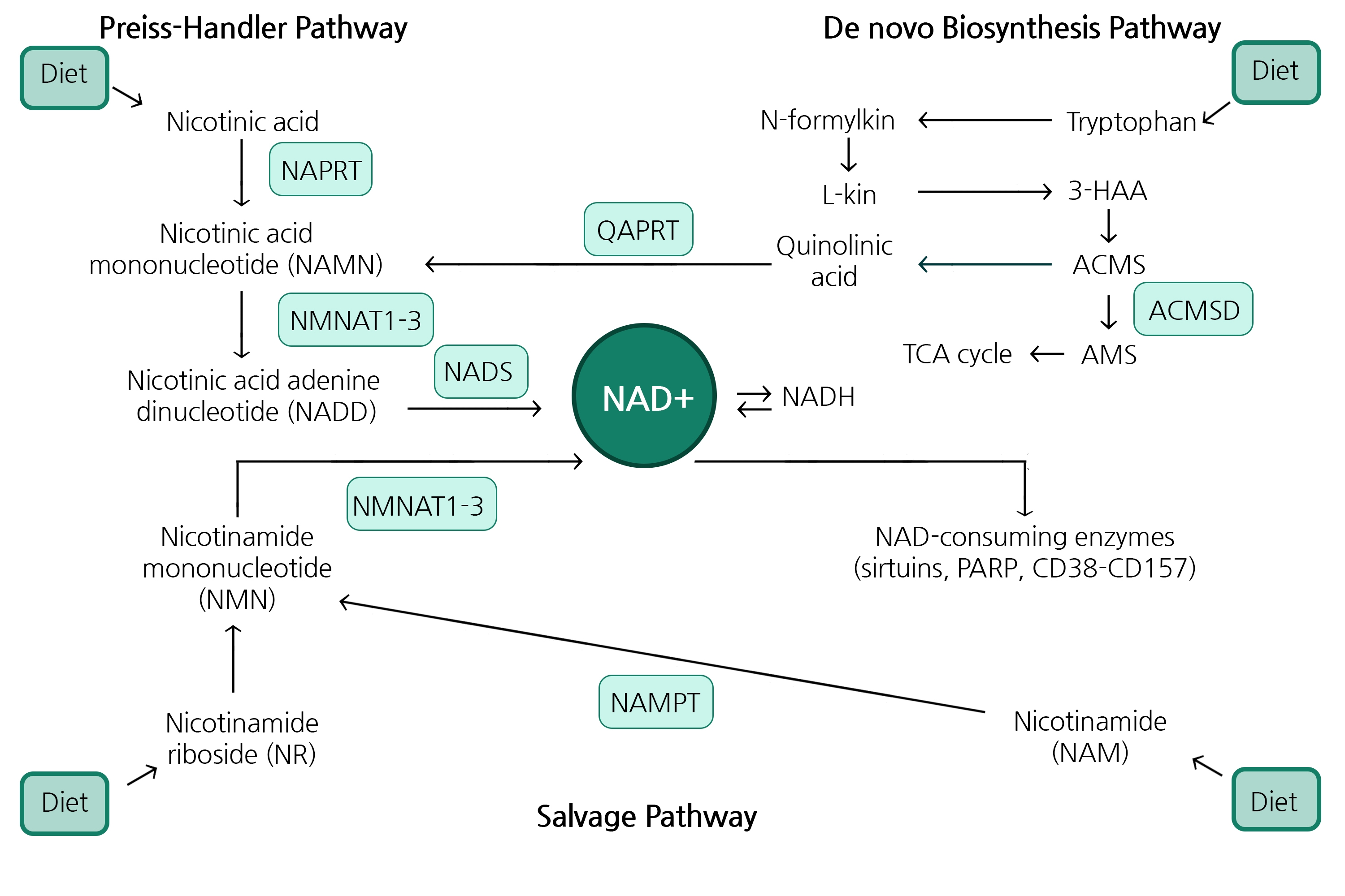 NAD+ Biosynthesis