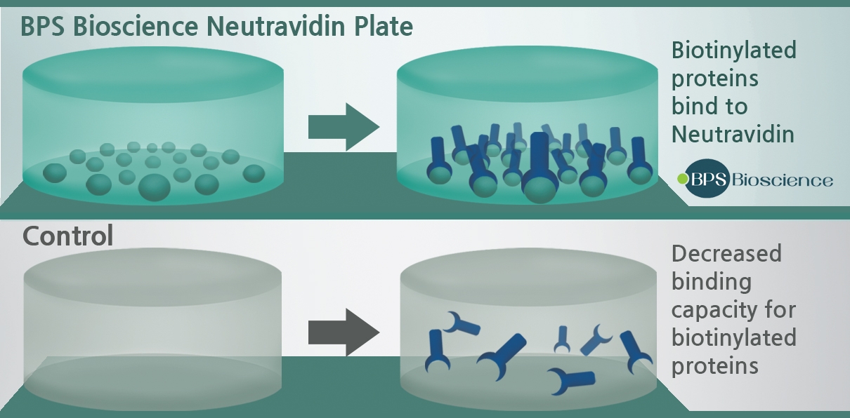 Neutravidin Plates