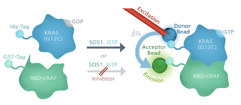 SOS1 is a guanine nucleotide exchange factor that facilitates the exchange of GDP for GTP