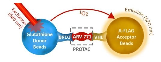 PROTAC Optimization Kit for BET Bromodomain-Von Hippel Lindau (VHL) Binding