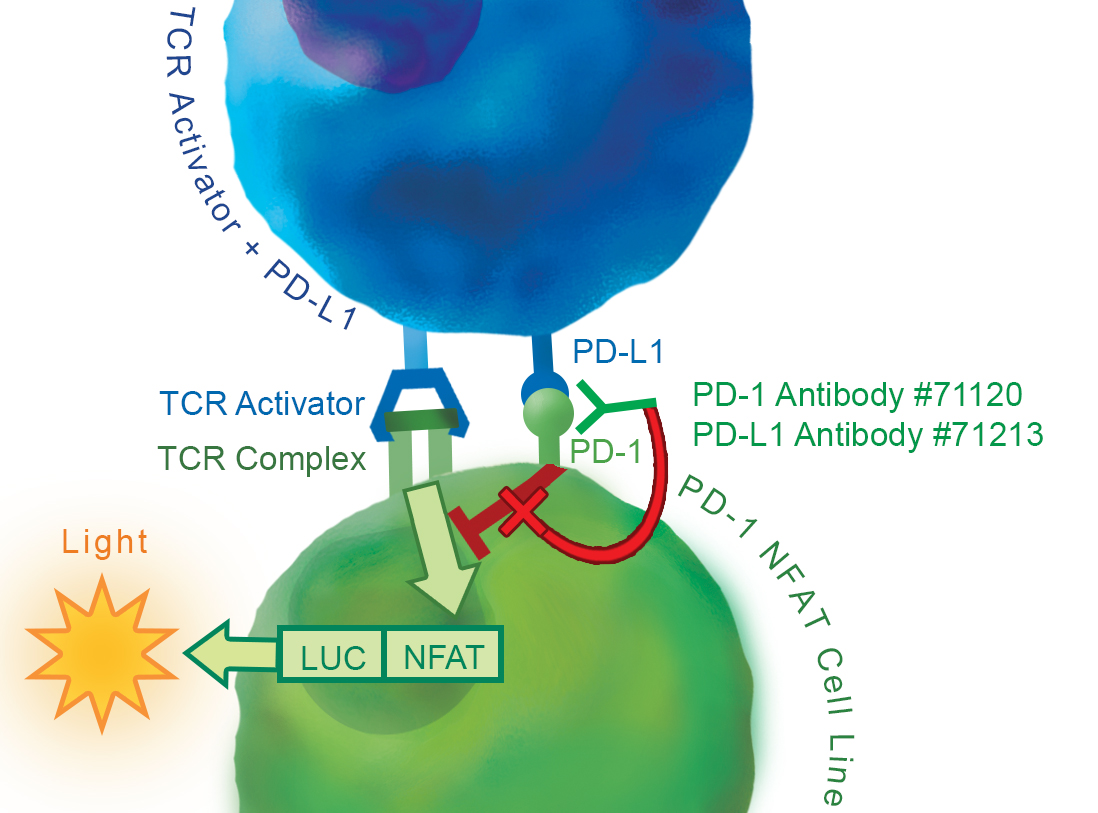 PD-1 PD-L1 Cell-Based Inhibitor Screening Assay Kit