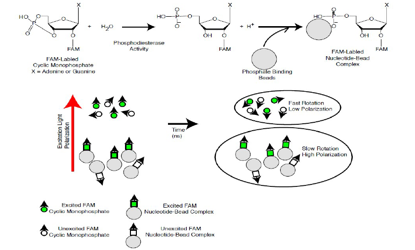 PDE2A Assay Kit