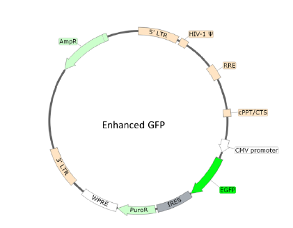 Figure 1. Schematic of the eGFP Reporter in Bald Lentiviral Pseudovirion (eGFP Reporter)