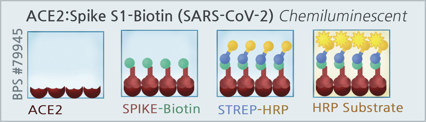 ACE2: Spike S1-Biotin (SARS-CoV-2 ) Inhibitor Screening Assay Kit