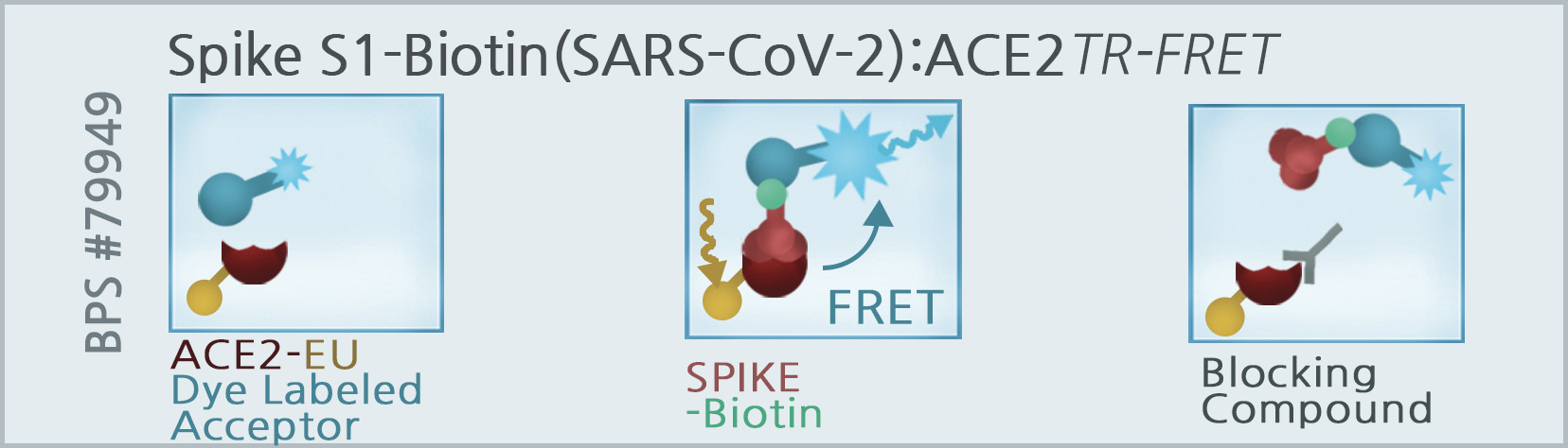 Spike S1-Biotin SARS-CoV-2 ACE2 TR-FRET Assay Kit