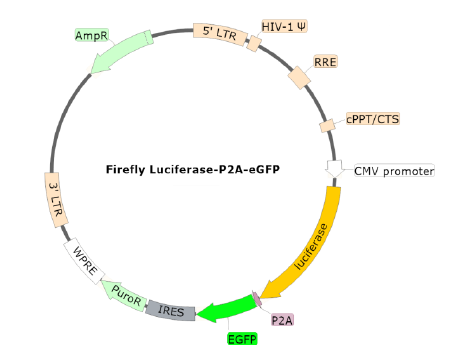 Figure 1. Schematic of the Luciferase-P2A-eGFP Reporter in Bald Lentiviral Pseudovirion