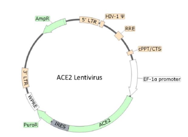 ACE2 Lentivirus