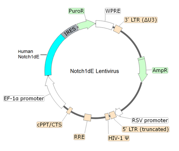 Schematic of the lenti-vector used to generate the Notch1dE lentivirus.