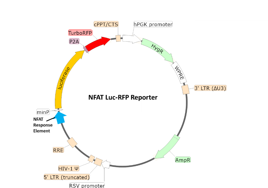 NFAT Luciferase-RFP Reporter Lentivirus-78617-H