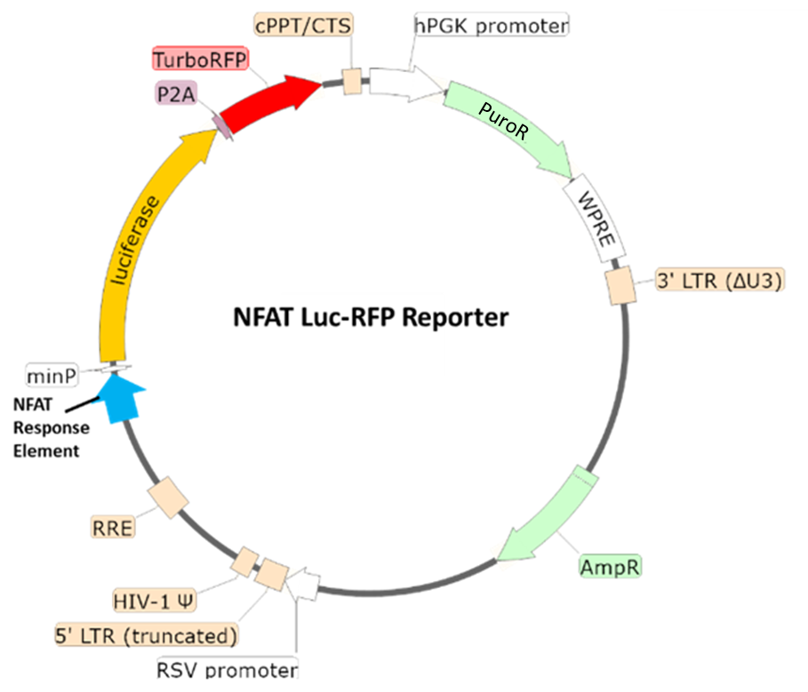NFAT Luciferase-RFP Reporter Lentivirus-78617-P
