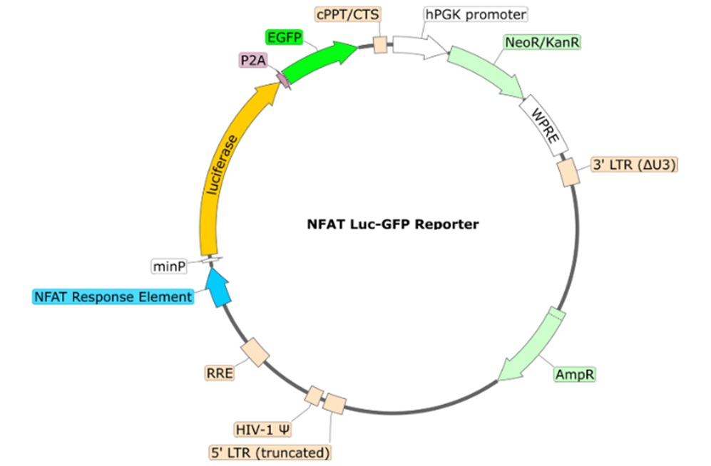 NFAT Luciferase-eGFP Reporter Lentivirus-78656-G
