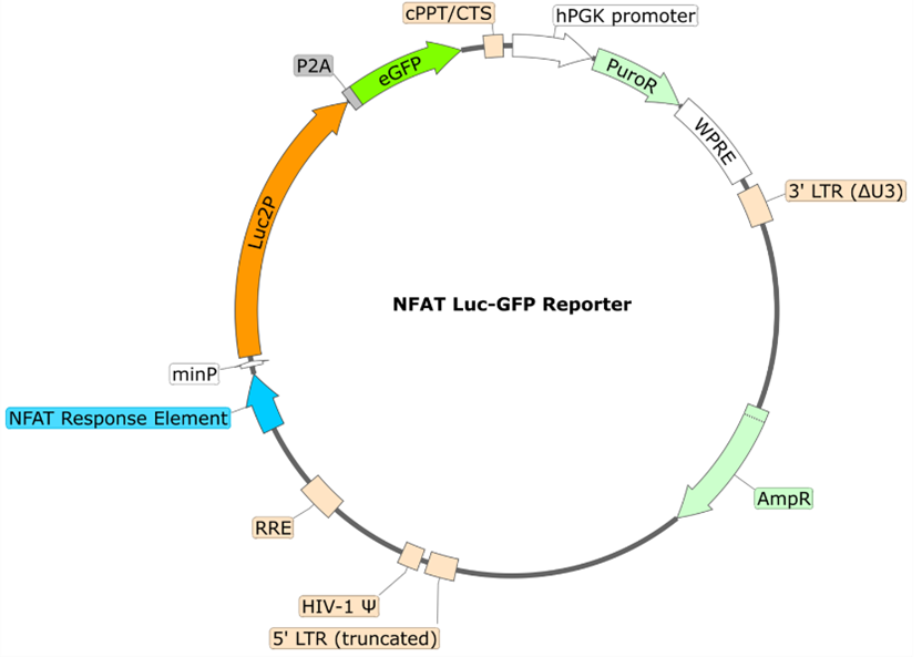 NFAT Luciferase-eGFP Reporter Lentivirus-78656-P