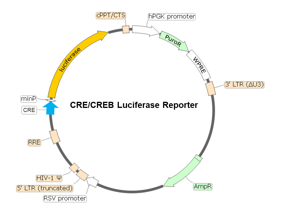 CRE/CREB Luciferase Reporter Lentivirus