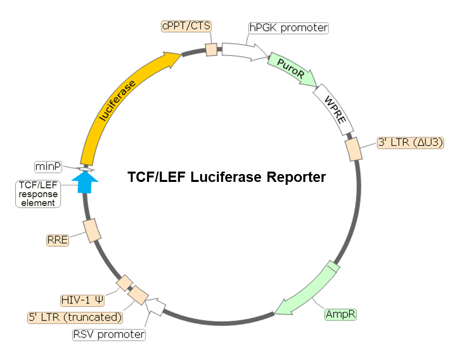 TCF/LEF Luciferase Reporter Lentivirus (Wnt/β-catenin Signaling Pathway)