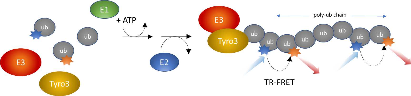 CBL-B-driven Tyro3 Ubiquitination Intrachain TR-FRET