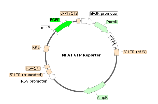 Figure 1. Schematic of the lenti-vector used to generate the NFAT eGFP reporter lentivirus