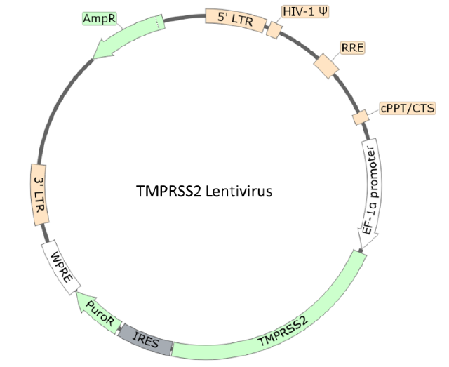Figure 1. Schematic of the lenti-vector used to generate the TMPRSS2 Lentivirus