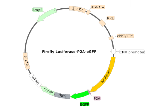 Figure 1. Schematic of the Luciferase-P2A-eGFP Reporter in SARS-CoV-2 Spike Pseudovirion