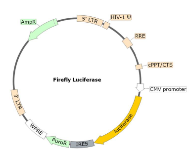Figure 1. Schematic of the Luciferase Reporter in Spike (SARS-CoV-2, UK variant) Pseudotyped Lentivirus