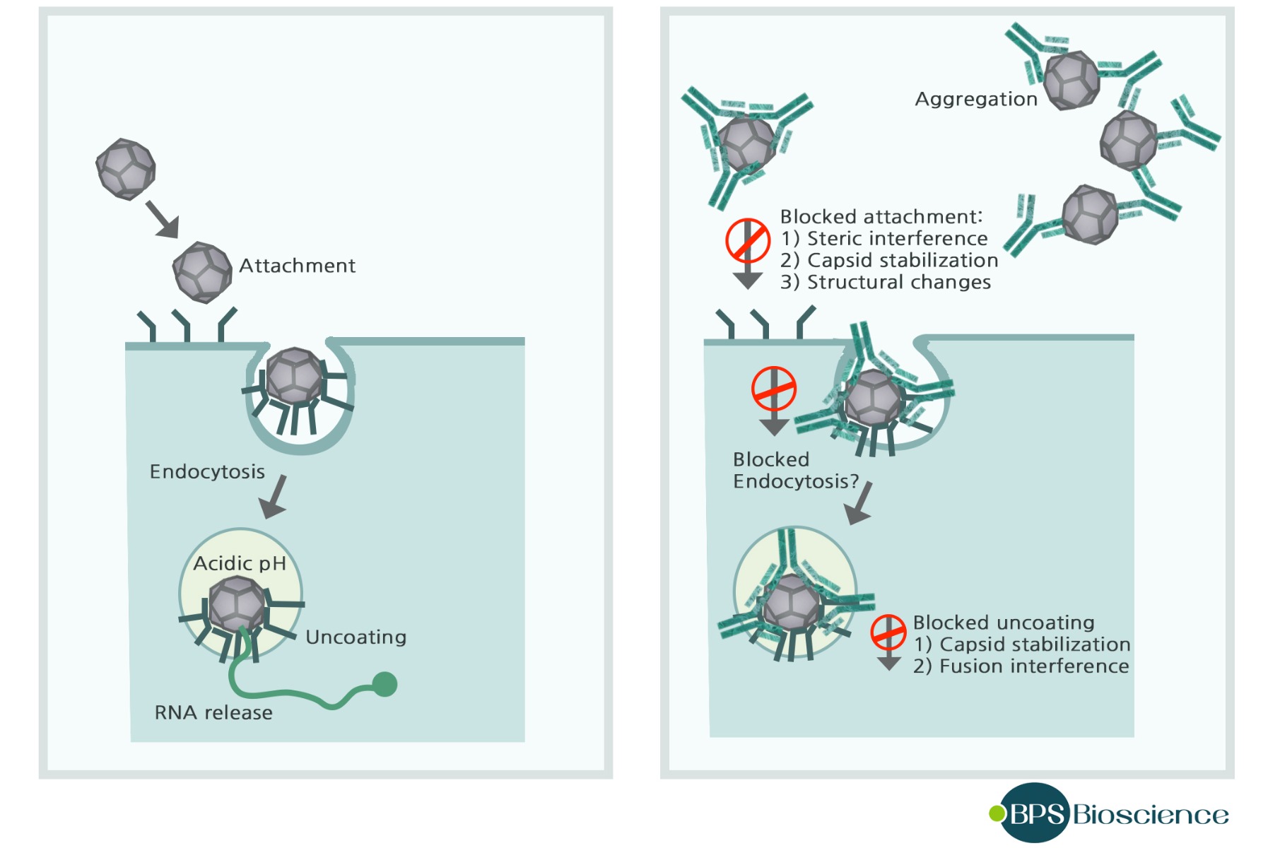 SARSCoV2 Antibody Detection